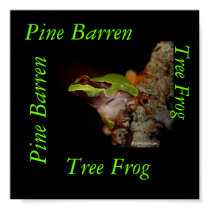 pinebarrentf10, Tree Frog, Pine Barren, Pine Ba... posters