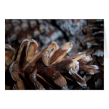 Pinecone Card