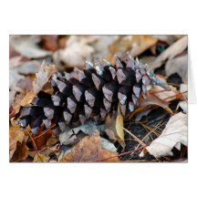 Pinecone Greeting Cards