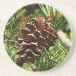 Pinecone in the sun. beverage coasters