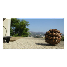 Pinecone Photo Card