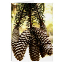 Pinecones Note Card