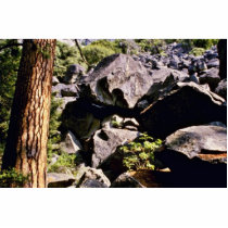 Pines And Glacial Debris, Yosemite Valley Cut Outs
