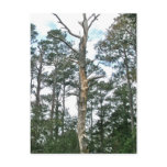 Pines on Beach Nature Trail OBX NC Postcards