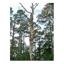 Pines on Beach Nature Trail OBX NC Postcards