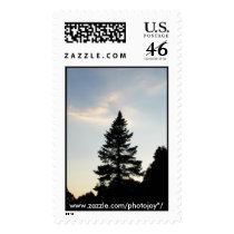 Pinetree Silhouette 1st class postage postage