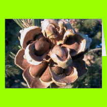 piniones cards