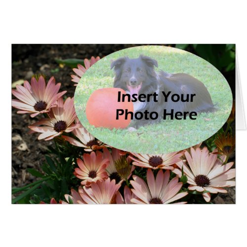 Pink African Daisies Add Photo Template Card card
