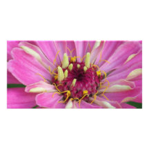 pink African Daisy Photo Cards