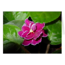 Pink African Violet Blank Card by KARIHALLFORD Pink African Violet Blank Card