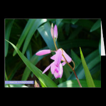 Pink Against Green cards