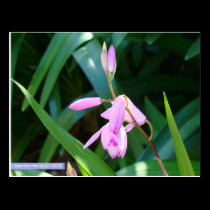 Pink Against Green postcards