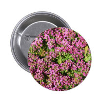 Pink Allyssum Flowers buttons