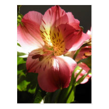 Pink Alstroemeria Flower Lilies Flowers Photo Post Card