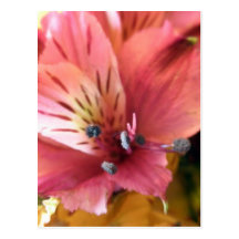 Pink Alstroemeria Flower Lilies Flowers Photo Postcard