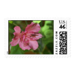 Pink  Alstroemeria Flower Postage