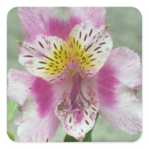 Pink Alstromeria Peruvian Lily Sticker