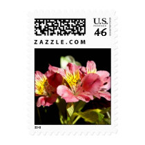 Pink Alstromeria Postage Stamps