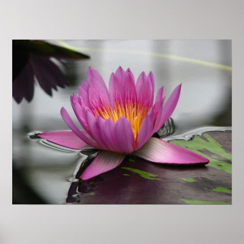 Pink Amazon Water Lily (Lotus) Canvas Print print