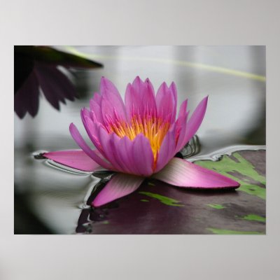 Lotus Canvas