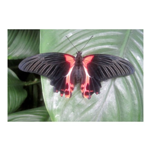 Pink and Black Tropical Butterfly print
