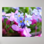 Pink And Blue Spring Flowers Posters