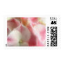 Pink and Cream Hydrangea