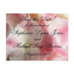 Pink and Cream Hydrangea postcards
