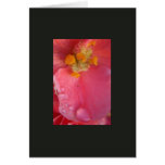 Pink and Dew (Blank Photo Card)