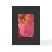 Pink and Dew cards