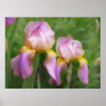 Pink And Gold Irises Posters