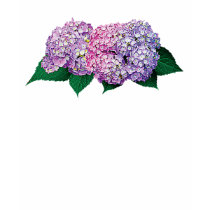 Pink and Lavender Hydrangea Ladies t-shirts by SusanSavad Pink and Lavender Hydrangea Ladies t-shirts