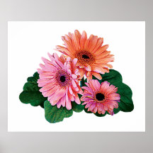 Pink and Orange Gerbera Daisies Poster