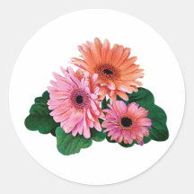 Pink and Orange Gerbera Daisies Sticker