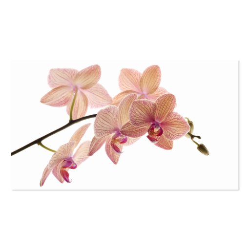 Pink and Peach Dendrobium Orchid - Customized Business Cards (front side)