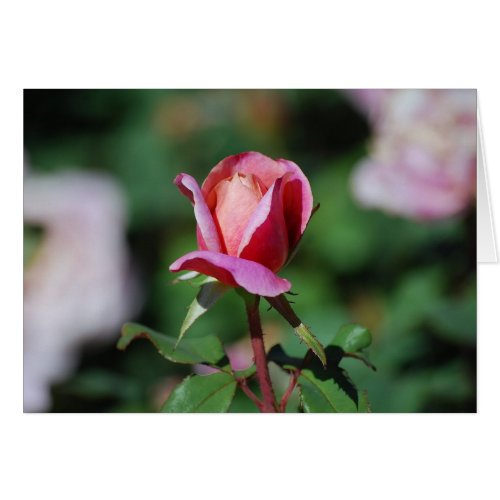 Pink and Peach Rose Card card