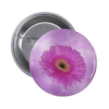 Pink and purple Gerber Daisy