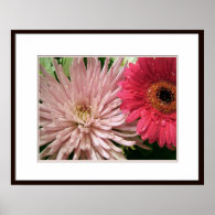 pink and red chrysanthemum posters