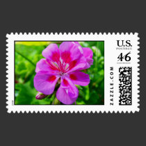 Pink and Red Pansy postage