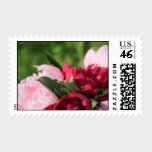 Pink And Red Peonies Wedding  Flower Stamps stamps