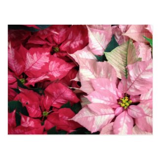 Pink And Red Poinsettia Flower