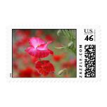 Pink and Red Poppies Photo Postage