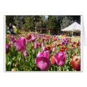 Pink and reddish brown tulips cards