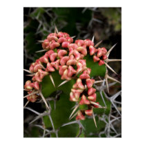 Pink and Spiny Cactus Poster posters
