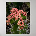 Pink and Spiny Cactus Poster posters