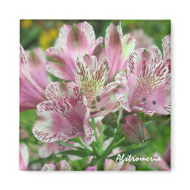Pink and White Alstromeria Magnet