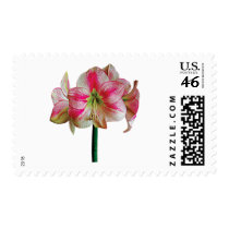 Pink and White Amaryllis Postage Stamps