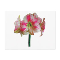 Pink and White Amaryllis Post Cards