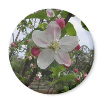 Pink and White Apple Blossoms magnets