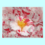 Pink and White Camellia Abstract Postcard postcards